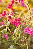 ASTON POTTERY, OXFORDSHIRE: CLOSE UP PLANT PORTRAIT OF PINK FLOWERS OF NICOTIANA ALATA SENSATION, MIXED COLOURS BLOOMS, BLOOMING, SUMMER, ANNUALS