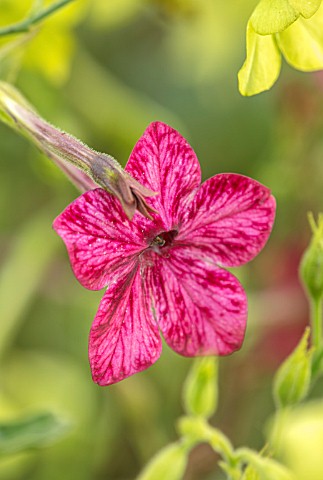 ASTON_POTTERY_OXFORDSHIRE_CLOSE_UP_PLANT_PORTRAIT_OF_PINK_FLOWERS_OF_NICOTIANA_ALATA_SENSATION_MIXED