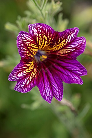 ASTON_POTTERY_OXFORDSHIRE_CLOSE_UP_PLANT_PORTRAIT_OF_PURPLE_YELLOW_FLOWERS_OF_SALPIGLOSSIS_SINUATA__