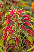 ASTON POTTERY, OXFORDSHIRE: CLOSE UP PLANT PORTRAIT OF RED, GREEN, YELLOW FOLIAGE OF AMARANTHUS TRICOLOR TRICOLOR SPLENDENS PERFECTA. BLOOMS, BLOOMING, SUMMER, ANNUALS