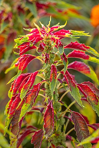 ASTON_POTTERY_OXFORDSHIRE_CLOSE_UP_PLANT_PORTRAIT_OF_RED_GREEN_YELLOW_FOLIAGE_OF_AMARANTHUS_TRICOLOR