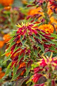 ASTON POTTERY, OXFORDSHIRE: CLOSE UP PLANT PORTRAIT OF RED, GREEN, YELLOW FOLIAGE OF AMARANTHUS TRICOLOR TRICOLOR SPLENDENS PERFECTA. BLOOMS, BLOOMING, SUMMER, ANNUALS