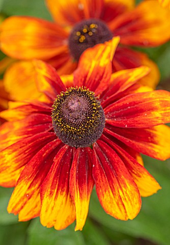 ASTON_POTTERY_OXFORDSHIRE_CLOSE_UP_PLANT_PORTRAIT_OF_RED_YELLOW_ORANGE_FLOWERS_OF_RUDBECKIA_HIRTA_TO