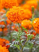 ASTON POTTERY, OXFORDSHIRE: CLOSE UP PLANT PORTRAIT OF ORANGE FLOWERS OF AFRICAN MARIGOLD - TAGETES ERECTA CRACKERJACK MIXED. BLOOMS, BLOOMING, SUMMER, ANNUALS