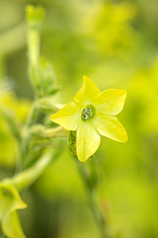 ASTON_POTTERY_OXFORDSHIRE_CLOSE_UP_PLANT_PORTRAIT_OF_LIME_GREEN_FLOWERS_NICOTIANA_ALATA_LIME_GREEN_B