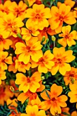 ASTON POTTERY, OXFORDSHIRE: CLOSE UP PLANT PORTRAIT OF ORANGE, YELLOW FLOWERS OF TAGETES TENUIFOLIA TANGERINE GEM, BLOOMING, SUMMER, ANNUALS, TOBACCO PLANT