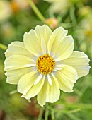 ASTON POTTERY, OXFORDSHIRE: CLOSE UP PLANT PORTRAIT OF YELLOW, WHITE FLOWERS OF COSMOS BIPPINATUS XANTHOS, BLOOMING, SUMMER, ANNUALS