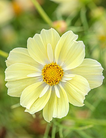 ASTON_POTTERY_OXFORDSHIRE_CLOSE_UP_PLANT_PORTRAIT_OF_YELLOW_WHITE_FLOWERS_OF_COSMOS_BIPPINATUS_XANTH