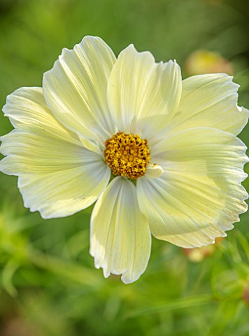 ASTON_POTTERY_OXFORDSHIRE_CLOSE_UP_PLANT_PORTRAIT_OF_YELLOW_WHITE_FLOWERS_OF_COSMOS_BIPPINATUS_XANTH