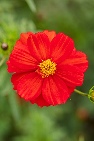 ASTON_POTTERY_OXFORDSHIRE_CLOSE_UP_PLANT_PORTRAIT_OF_RED_YELLOW_FLOWERS_OF_COSMOS_SULPHUREUS_COSMIC_