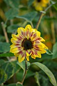 MORTON HALL, WORCESTERSHIRE: PLANT PORTRAIT OF UNNAMED HELIANTHUS HYBRID. YELLOW, BROWN, FLOWERS, ANNUALS, FALL, FLOWERING