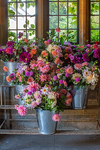 THE_LAND_GARDENERS_WARDINGTON_MANOR_OXFORDSHIRE_CUT_FLOWERS_OF_DAHLIAS_ARRANGED_ON_METAL_STAND_BY_FR