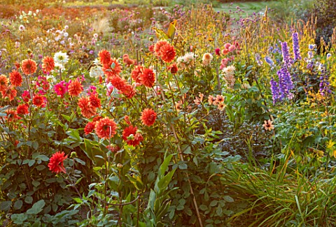 KELMARSH_HALL_NORTHAMPTONSHIRE_BORDER_BESIDE_WALL_WITH_BLUE_DELPHINIUMS_AND_ORANGE_PALE_RED_DAHLIA_T