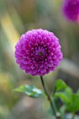 KELMARSH HALL, NORTHAMPTONSHIRE: PLANT PORTRAIT OF PINK FLOWERS OF BALL DAHLIA BARBARRY BLUEBIRD. TUBERS, TUBEROUS, DAHLIAS