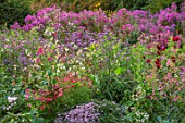 NORWELL NURSERIES, NOTTINGHAMSHIRE: LATE SUMMER, AUTUMN, FALL BORDERS - PINK ASTERS, NICOTIANA, SALVIAS, DAHLIAS. BLOOMS, BLOOMING, PERENNIALS