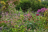 NORWELL NURSERIES, NOTTINGHAMSHIRE: LATE SUMMER, AUTUMN, FALL BORDERS - PINK ASTERS, NICOTIANA, SALVIAS, DAHLIAS. BLOOMS, BLOOMING, PERENNIALS, SWEET PEAS