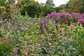 NORWELL NURSERIES, NOTTINGHAMSHIRE: LATE SUMMER, AUTUMN, FALL BORDERS - PINK ASTERS, NICOTIANA, SALVIAS, DAHLIAS. BLOOMS, BLOOMING, PERENNIALS, SWEET PEAS