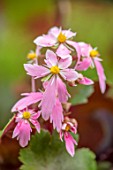 NORWELL NURSERIES, NOTTINGHAMSHIRE: PLANT PORTRAIT OF PINK, YELLOW FLOWERS OF SAXIFRAGA FORTUNEI SYBYLL TRELAWNEY. LATE, FLOWERING, PERENNIALS