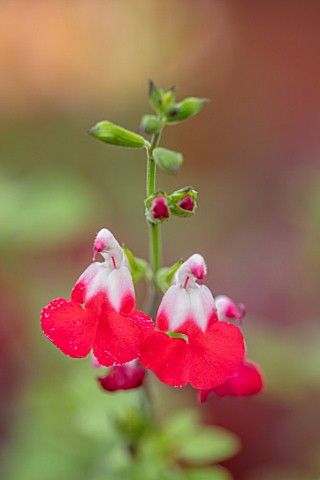 NORWELL_NURSERIES_NOTTINGHAMSHIRE_PLANT_PORTRAIT_OF_RED_WHITE__FLOWERS_OF_SALVIA_HOT_LIPS_LATE_FLOWE
