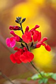 NORWELL NURSERIES, NOTTINGHAMSHIRE: PLANT PORTRAIT OF RED, DARK, PINK FLOWERS OF SALVIA X JEMENSIS ROYAL BUMBLE . LATE, FLOWERING, PERENNIALS, SAGE