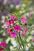 NORWELL NURSERIES, NOTTINGHAMSHIRE: PLANT PORTRAIT OF PINK FLOWERS OF NICOTIANA X HYBRIDA WHISPER MIX F1. LATE, FLOWERING, HALF HARDY, ANNUALS, TOBACCO PLANT