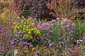 RADCOT HOUSE, OXFORDSHIRE:THE PAVILION AREA: PLANT ASSOCIATION, COMBINATION OF PINK FLOWERS OF ASTER NOVAE- ANGLIAE ROSA SIEGER AND HELIANTHUS  LEMON QUEEN