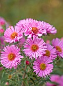 RADCOT HOUSE, OXFORDSHIRE:THE PAVILION AREA: PLANT PORTRAIT OF PINK FLOWERS OF ASTER NOVAE- ANGLIAE ROSA SIEGER. PERENNIALS, FALL, AUTUMN, FLOWERING, BLOOMS, BLOOMING