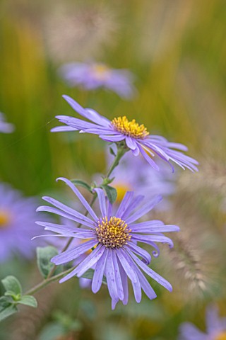 RADCOT_HOUSE_OXFORDSHIRE_PLANT_PORTRAIT_OF_BLUE_PURPLE_YELLOW_FLOWERS_OF_ASTER___X_FRIKARTII_MONCH_F