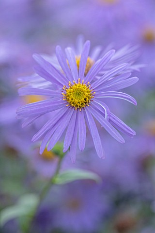 RADCOT_HOUSE_OXFORDSHIRE_PLANT_PORTRAIT_OF_BLUE_PURPLE_YELLOW_FLOWERS_OF_ASTER___X_FRIKARTII_MONCH_F