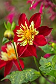 RADCOT HOUSE, OXFORDSHIRE: PLANT PORTRAIT OF RED YELLOW FLOWERS OF COLERETTE DAHLIA CHIMBORAZO. FALL, AUTUMN, FLOWERING, BLOOMS, BLOOMING, PERENNIALS