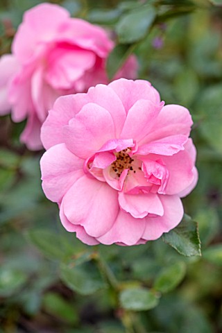 RADCOT_HOUSE_OXFORDSHIRE_PLANT_PORTRAIT_OF_PINK_FLOWERS_OF_ROSA_BONICA_ROSES_FALL_AUTUMN_FLOWERING_B