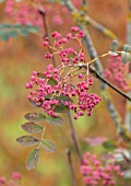 RADCOT HOUSE, OXFORDSHIRE: PLANT PORTRAIT OF THE PINK BERRIES OF SORBUS HUPEHENSIS PINK PAGODA. TREES, FRUITS, ROWAN