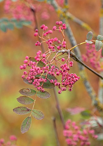 RADCOT_HOUSE_OXFORDSHIRE_PLANT_PORTRAIT_OF_THE_PINK_BERRIES_OF_SORBUS_HUPEHENSIS_PINK_PAGODA_TREES_F