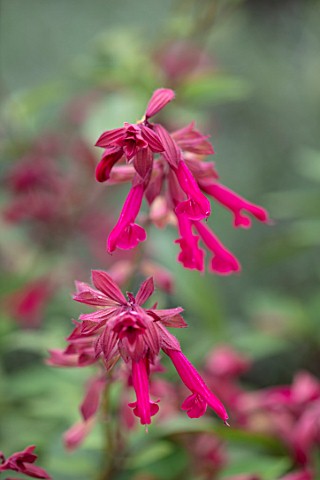 RADCOT_HOUSE_OXFORDSHIRE_PLANT_PORTRAIT_OF_THE_PINK_FLOWERS_OF_SALVIA_WENDYS_WISH_SUMMERSAGES_SALVIA