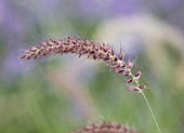 RADCOT HOUSE, OXFORDSHIRE: PLANT PORTRAIT OF THE FLOWERS OF PENNISETUM ORIENTALE KARLEY ROSE. FEATHERY, FLUFFY, SEEDHEADS, GRASSES, ORNAMENTAL