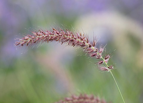 RADCOT_HOUSE_OXFORDSHIRE_PLANT_PORTRAIT_OF_THE_FLOWERS_OF_PENNISETUM_ORIENTALE_KARLEY_ROSE_FEATHERY_