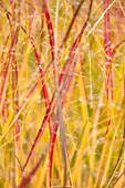 RADCOT HOUSE, OXFORDSHIRE: PLANT PORTRAIT OF THE LEAVES OF IMPERATA CYLINDRICA RED BARRON. GRASSES, ORNAMENTAL