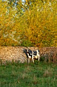 RADCOT HOUSE, OXFORDSHIRE: COW STATUE, SCULPTURE IN FIELD BESIDE WALL. AUTUMN, FALL, ATOM.