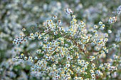 RADCOT HOUSE, OXFORDSHIRE: PLANT PORTRAIT OF WHITE, CREAM FLOWERS OF HEATH ASTER GOLDEN SPRAY , SYMPHYOTRICHUM ERICOIDES, FALL, AUTUMN, FLOWERING, BLOOMS, BLOOMING, PERENNIALS