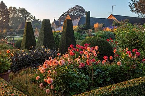 PETTIFERS_GARDEN_OXFORDSHIRE_THE_PARTERRE_WITH_CLIPPED_TOPIARY_YEW_AND_DAHLIAS_PREFERENCE_AND_AMERIC
