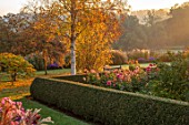PETTIFERS GARDEN, OXFORDSHIRE: THE PARTERRE: BETULA ERMANII, DAHLIAS PREFERENCE AND AMERICAN DREAM. LATE, SUMMER, FLOWERS, FLOWERING, FALL, BLOOMING, AUTUMN, MORNING, OCTOBER