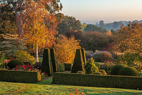 PETTIFERS_GARDEN_OXFORDSHIRE_LAWN_PARTERRE_IN_AUTUMN_FALL_BOX_HEDGES_HEDGING_BETULA_ERMANII_MORNING_