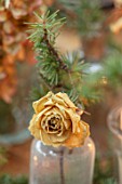 GIBBONS CROFT, WEST CLANDON, SURREY: CHRISTMAS DECORATION ON TABLE. DRIED CREAM ROSE WITH FIR SPRIG IN VINTAGE GLASS BOTTLE