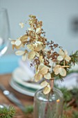 GIBBONS CROFT, WEST CLANDON, SURREY: CHRISTMAS DECORATION ON TABLE. DRIED CREAM HYDRANGEA WITH FIR SPRIG IN VINTAGE GLASS BOTTLE