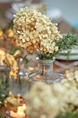 GIBBONS CROFT, WEST CLANDON, SURREY: CHRISTMAS DECORATION ON TABLE. DRIED CREAM HYDRANGEA WITH FIR SPRIG IN VINTAGE GLASS BOTTLE