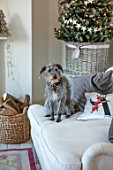 AMANDA KNOX HOUSE GRANTHAM: CHRISTMAS, PET DOG IN LIVING ROOM