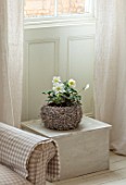 AMANDA KNOX HOUSE GRANTHAM: CHRISTMAS, LIVING ROOM: TABLE WITH BASKET, CONTAINER OF HELLEBORES, CHRISTMAS ROSE, INDOOR, FLOWERS, PLANTS, HOUSEPLANTS