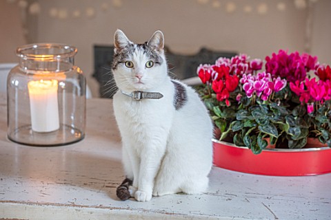 AMANDA_KNOX_HOUSE_GRANTHAM_CAT_ON_KITCHEN_TABLE_WITH_CANDLE_AND_CYCLAMEN_IN_TRAY_PETS