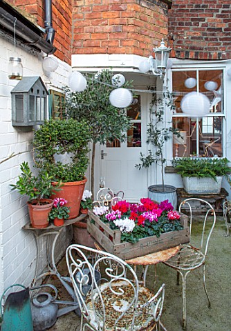 AMANDA_KNOX_HOUSE_GRANTHAM_BACKDOOR_PATIO_CHRISTMAS_PINK_CYCLAMEN_ON_TABLE_CHAIRS