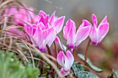 THE CONIFERS, OXFORDSHIRE: CLOSE UP OF PINK AND WHITE FLOWERS OF CYCLAMEN PERSICUM GOBLET. BLOOMS, WINTER, BULBS, CORMS